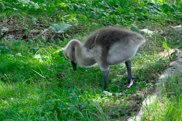 baby geese